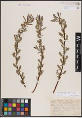 Foto von Salix candida Flüggé ex Willd.